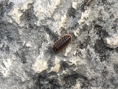 Armadillidium klugii