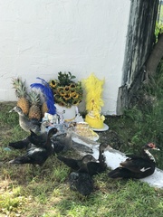 Cairina moschata domestica