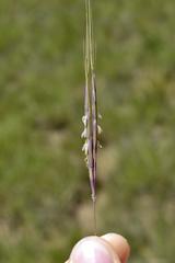 Diheteropogon filifolius