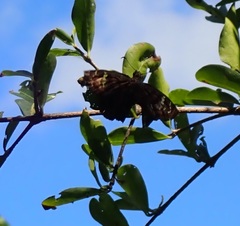 Ephyriades arcas