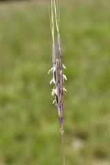 Diheteropogon filifolius