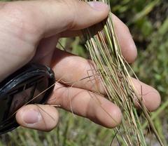 Diheteropogon filifolius