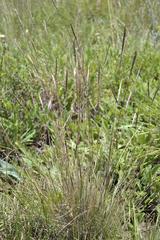 Diheteropogon filifolius