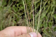 Diheteropogon filifolius