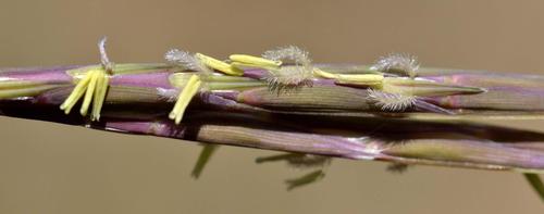 Thread-Leaved Andropogon (Diheteropogon filifolius)