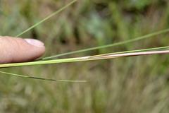 Diheteropogon filifolius