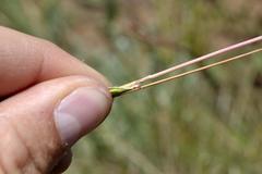 Diheteropogon filifolius