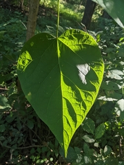 Catalpa speciosa