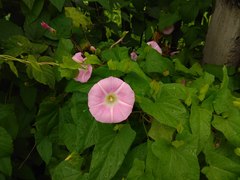 Calystegia sepium spectabilis