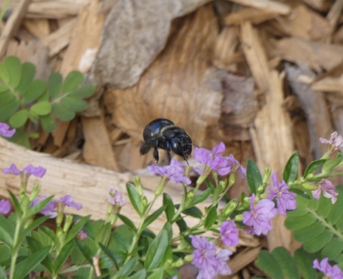 Xylocopa micans image