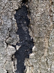 Cryptostroma corticale