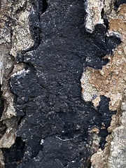 Cryptostroma corticale