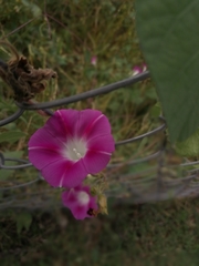 Ipomoea purpurea