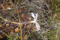 Dianthus caespitosus caespitosus
