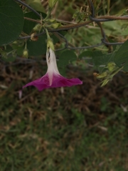 Ipomoea purpurea