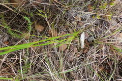 Dianthus caespitosus caespitosus