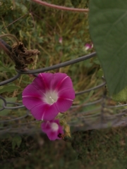 Ipomoea purpurea