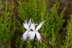 Dianthus caespitosus caespitosus
