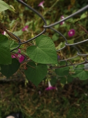 Ipomoea purpurea