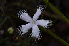 Dianthus caespitosus caespitosus