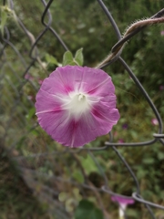 Ipomoea purpurea