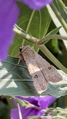 Noctuinae