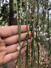 Rhipsalis lindbergiana