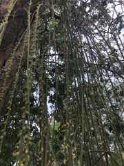 Rhipsalis lindbergiana