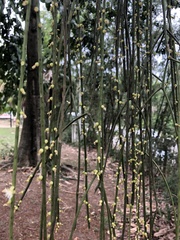 Rhipsalis lindbergiana