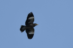 Acridotheres tristis