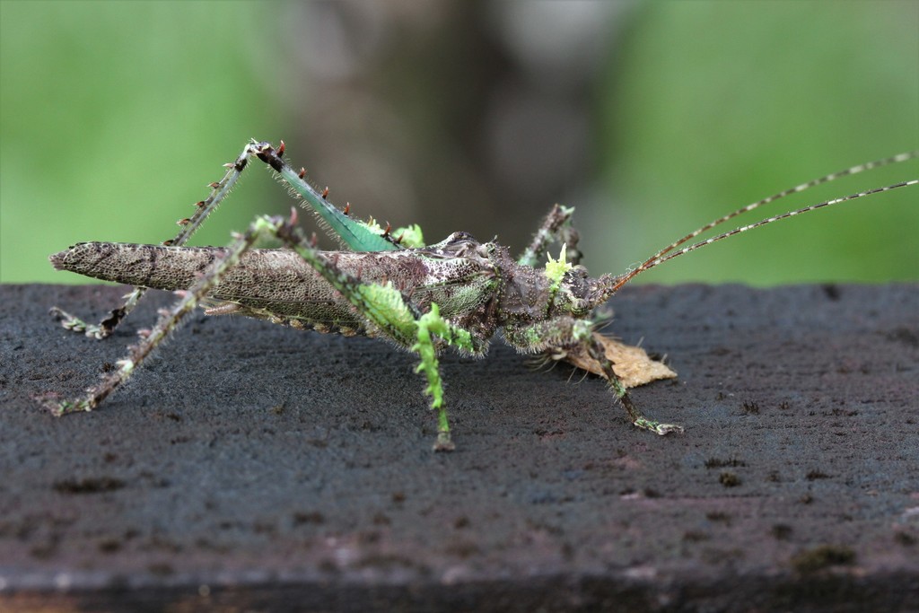 Diacanthodis