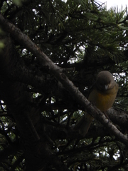 Rauenia bonariensis
