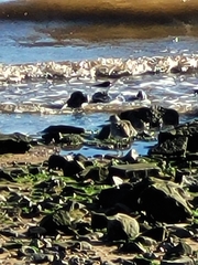 Calidris canutus