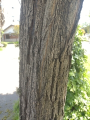 Tipuana tipu