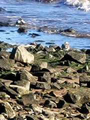 Calidris canutus