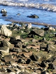 Calidris canutus