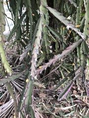 Lepismium cruciforme