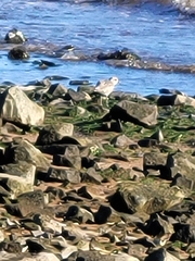 Calidris canutus