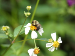 Bombus impatiens image