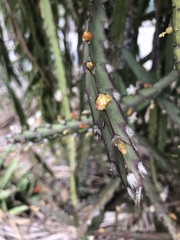 Lepismium cruciforme