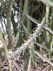 Lepismium cruciforme