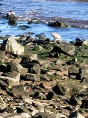 Calidris canutus