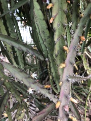 Lepismium cruciforme