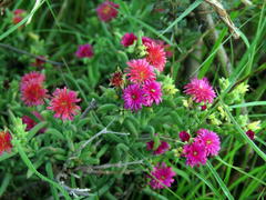 Delosperma multiflorum
