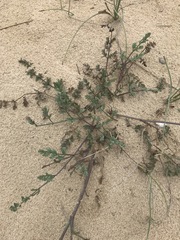 Taeniopetalum obtusifolium