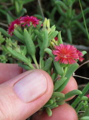 Delosperma multiflorum