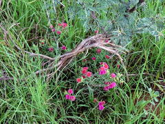 Delosperma multiflorum