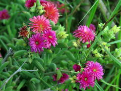 Delosperma multiflorum