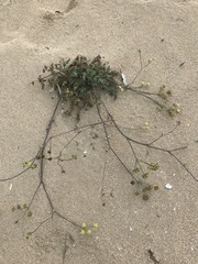 Taeniopetalum obtusifolium