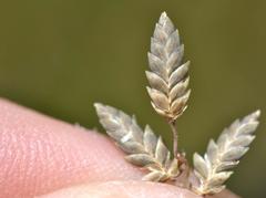 Eragrostis racemosa